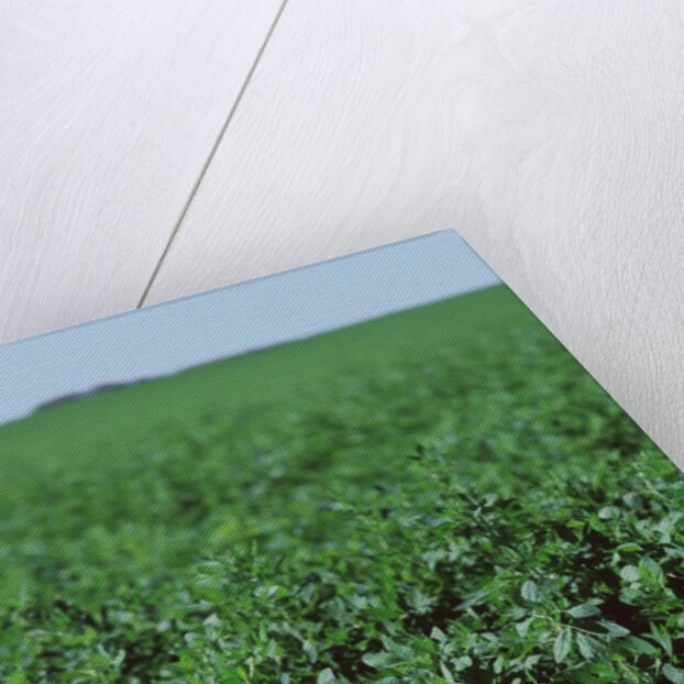Crops growing in a field by Anonymous