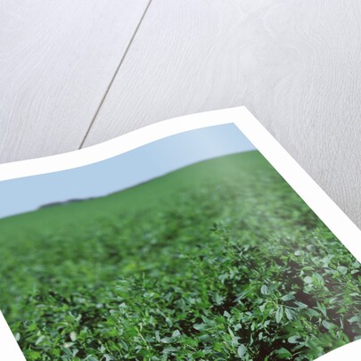 Crops growing in a field by Anonymous