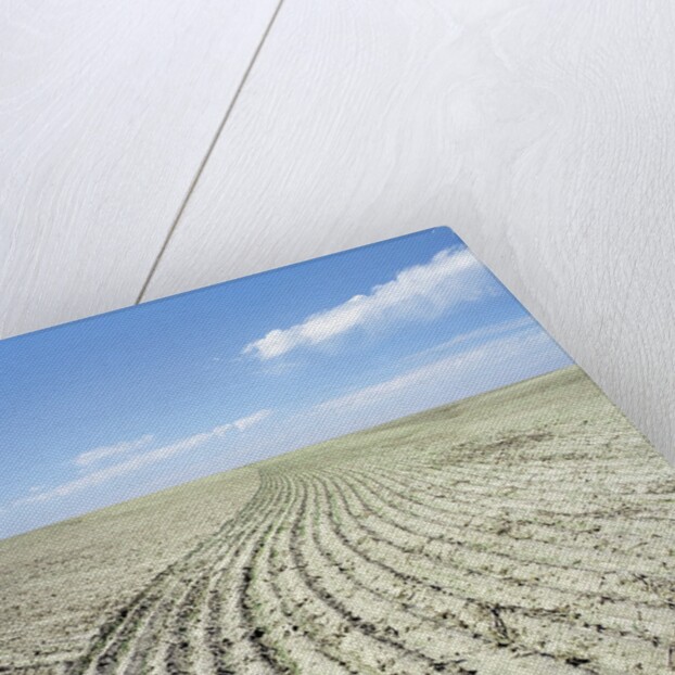 Dry furrowed farmland by Anonymous