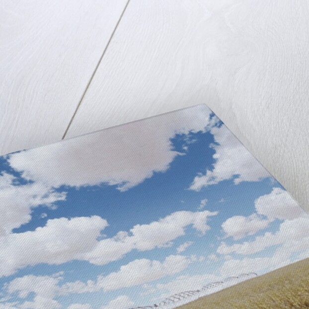 Crops growing in a field by Anonymous