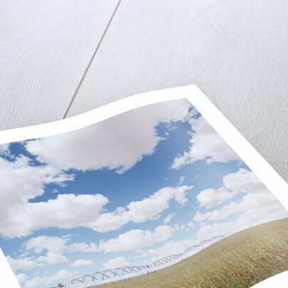 Crops growing in a field by Anonymous