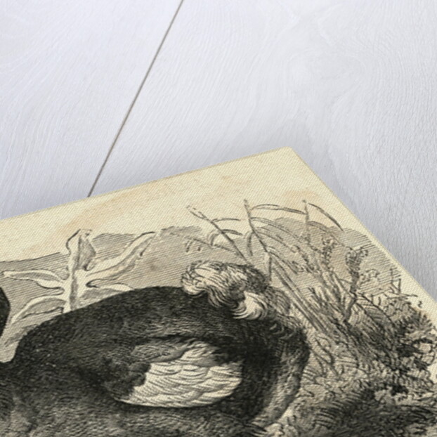 Engraving of a Dodo Bird by Anonymous