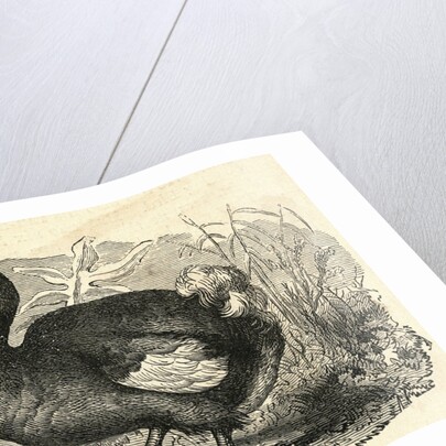 Engraving of a Dodo Bird by Anonymous
