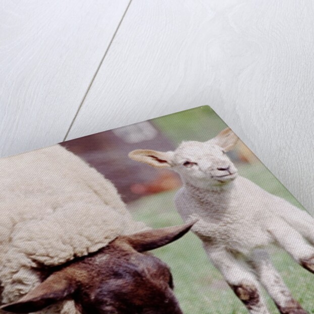 Sheep Grazing with Young Lambs by Anonymous