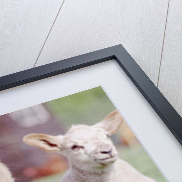 Sheep Grazing with Young Lambs by Anonymous