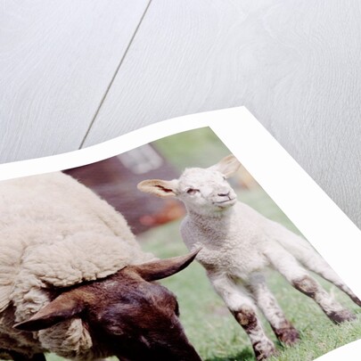Sheep Grazing with Young Lambs by Anonymous