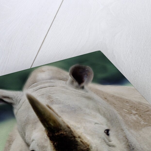 Charging Rhino by Anonymous