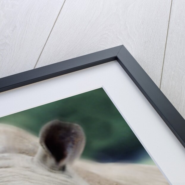 Charging Rhino by Anonymous