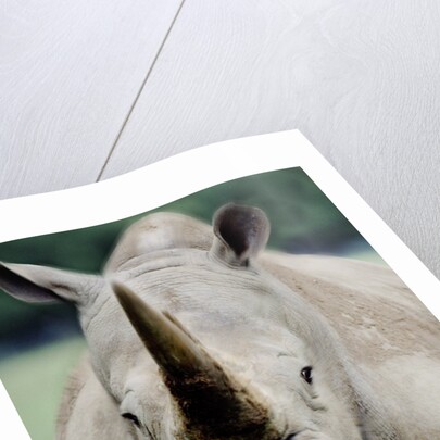 Charging Rhino by Anonymous