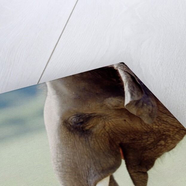 Hungry Elephant by Anonymous