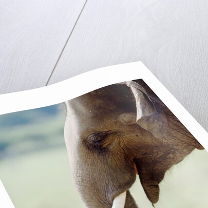 Hungry Elephant by Anonymous
