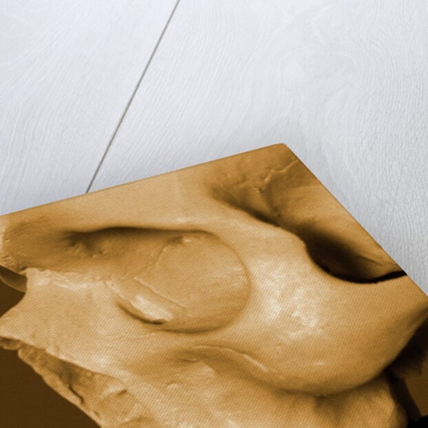 Profile of Human Skull by Anonymous