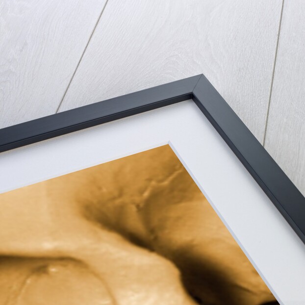 Profile of Human Skull by Anonymous