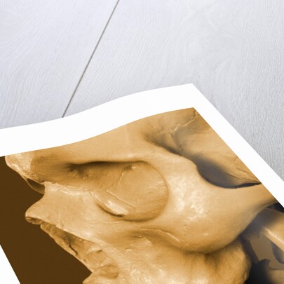 Profile of Human Skull by Anonymous