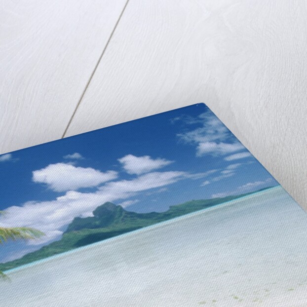 Palm Tree on a Tropical Beach by Anonymous