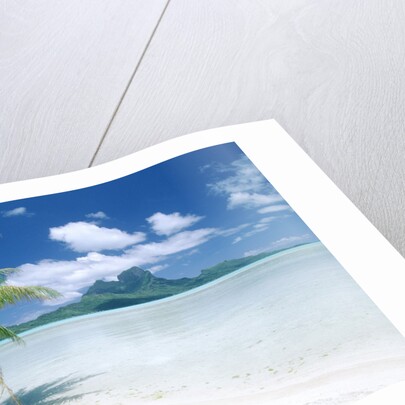 Palm Tree on a Tropical Beach by Anonymous