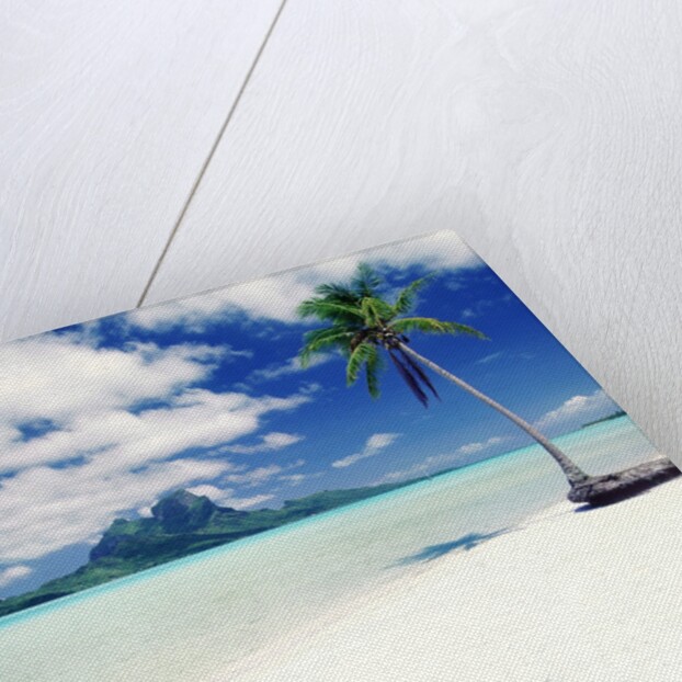 Palm Tree on a Tropical Beach by Anonymous