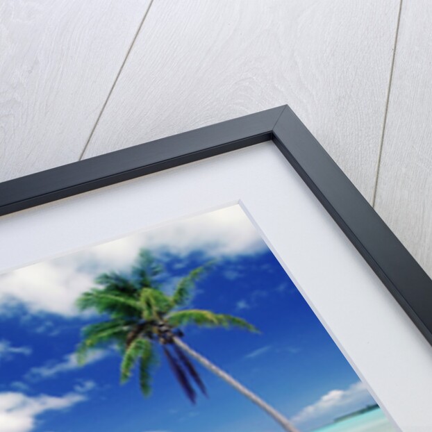 Palm Tree on a Tropical Beach by Anonymous