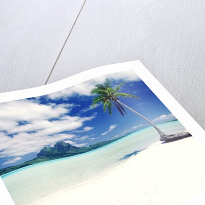 Palm Tree on a Tropical Beach by Anonymous