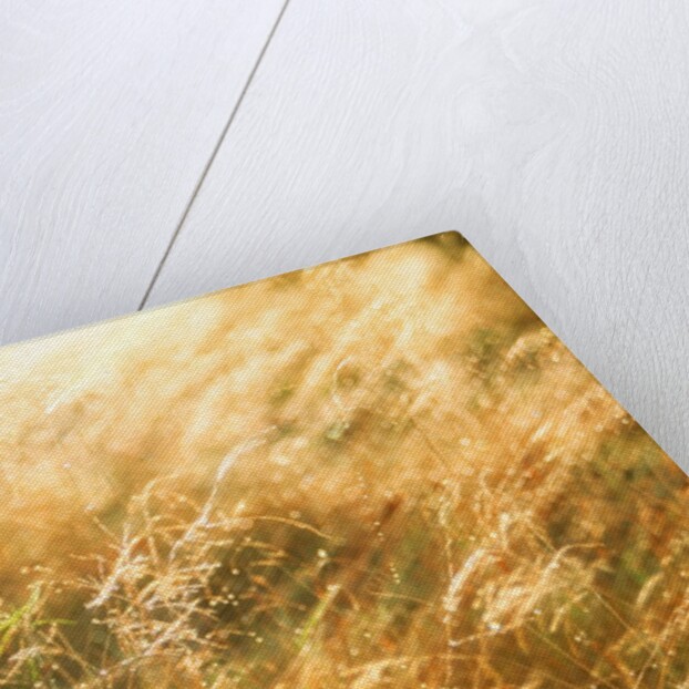 Golden Grass by Anonymous