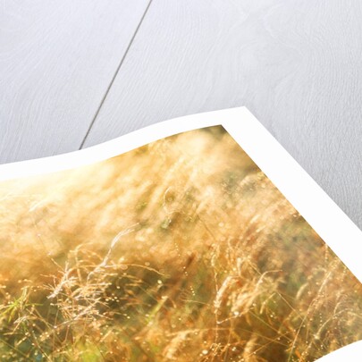 Golden Grass by Anonymous
