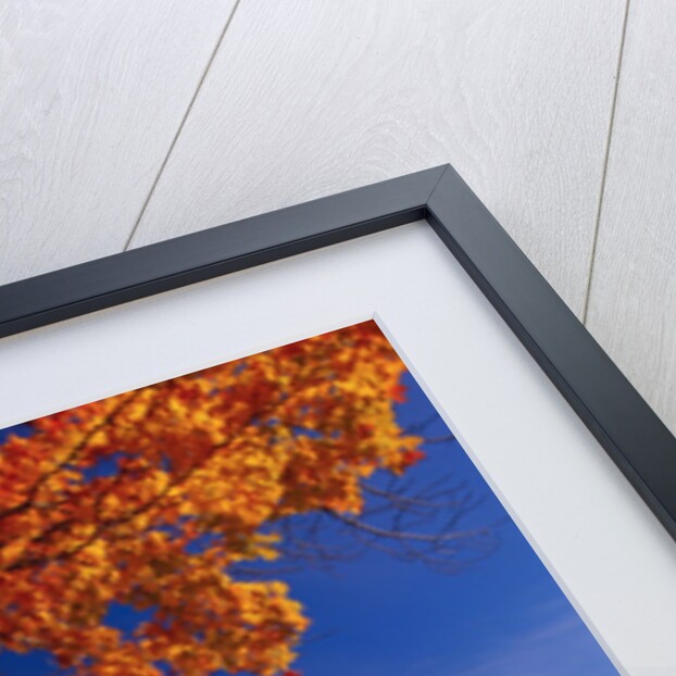 White Wooden Fence Along Farm by Anonymous