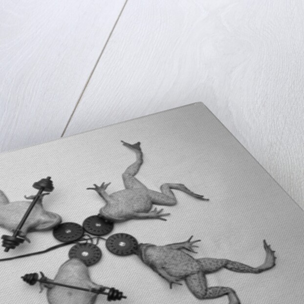 Frogs Undergoing Hypnosis by Anonymous