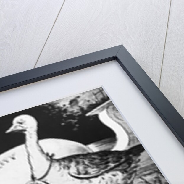 Cartoon of William McKinley Trying to Stop Yellow Journalism by Anonymous