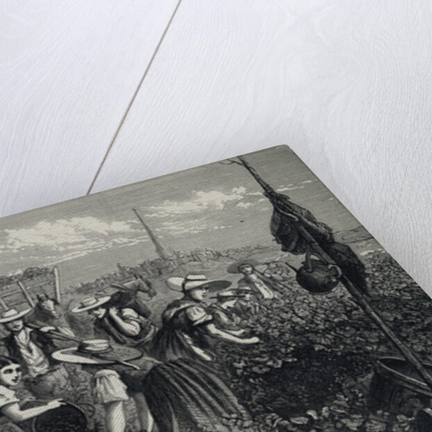 Engraving Depicting Grape Harvest by Anonymous