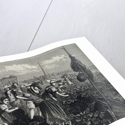Engraving Depicting Grape Harvest by Anonymous