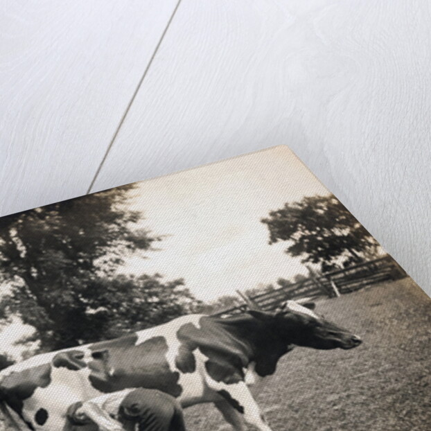 Boy Squirting Cow's Milk by Anonymous