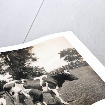 Boy Squirting Cow's Milk by Anonymous