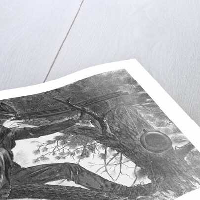 Man Aiming Rifle from a Tree by Anonymous