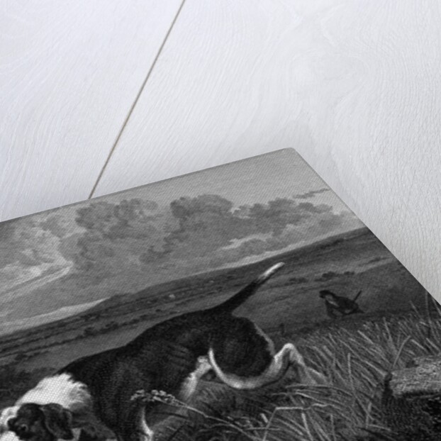 Engraving of Spanish Pointer Dog Hunting by Anonymous
