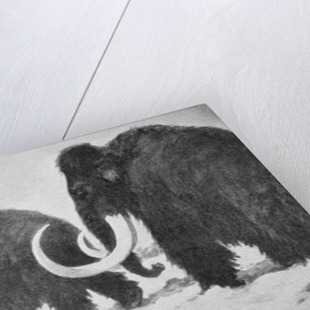 Wooly Mammoths Trudging in Snow by Anonymous