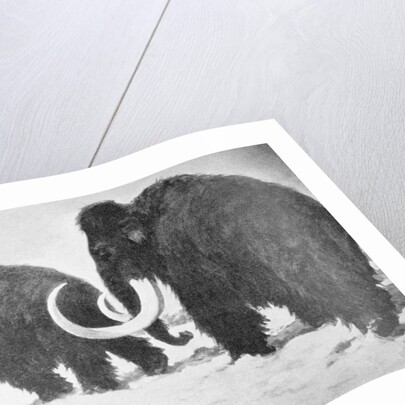 Wooly Mammoths Trudging in Snow by Anonymous