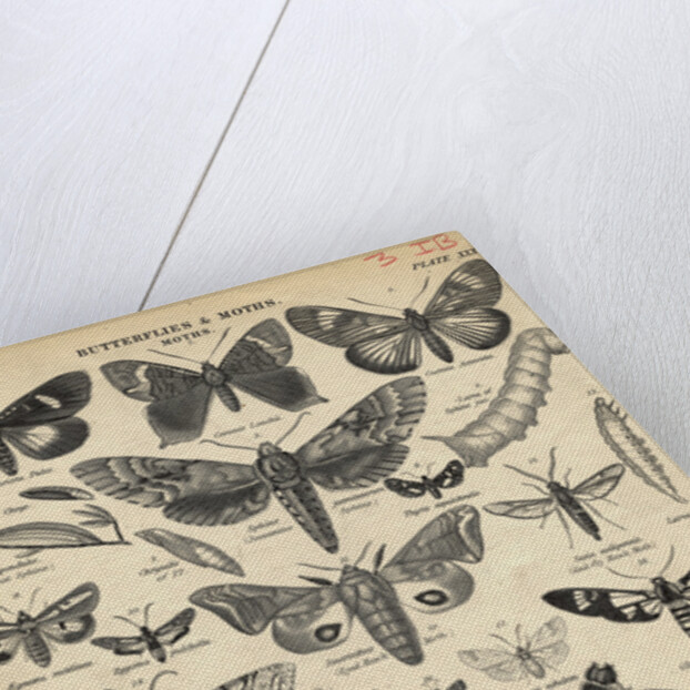 Illustration of Butterflies and Moths by Anonymous