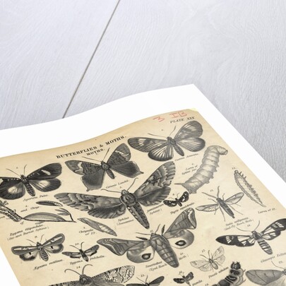 Illustration of Butterflies and Moths by Anonymous