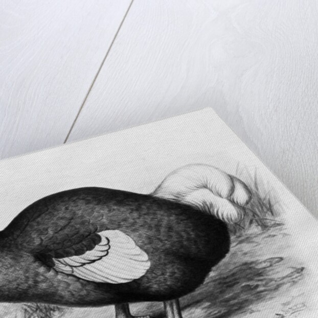 Didus Cucullatus by Fredrick William Frohawk