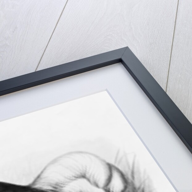 Didus Cucullatus by Fredrick William Frohawk