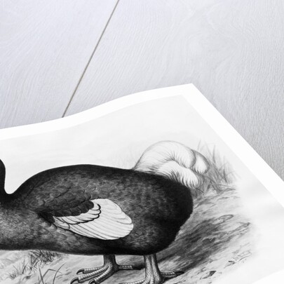 Didus Cucullatus by Fredrick William Frohawk