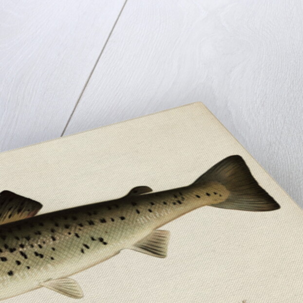 Illustration of a Female Land Locked Salmon by Anonymous