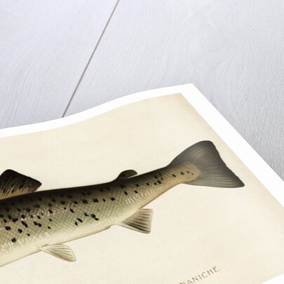 Illustration of a Female Land Locked Salmon by Anonymous