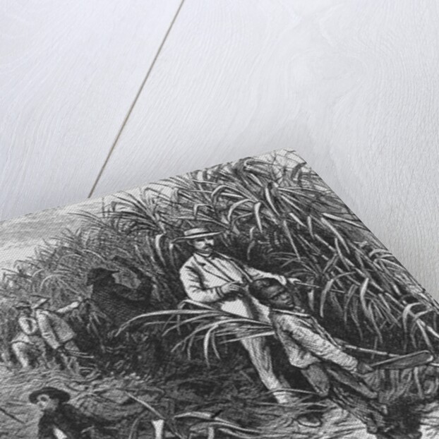 Workers Cutting Sugar Cane by Anonymous