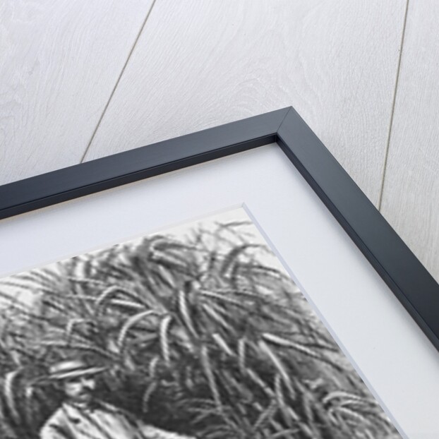 Workers Cutting Sugar Cane by Anonymous