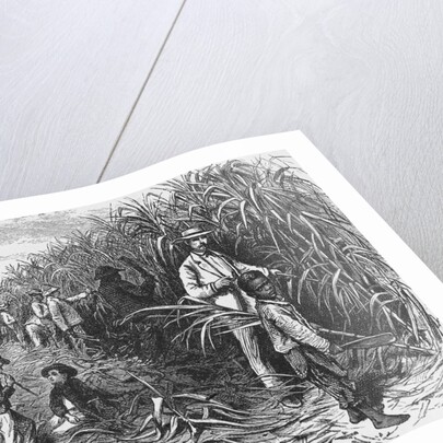 Workers Cutting Sugar Cane by Anonymous