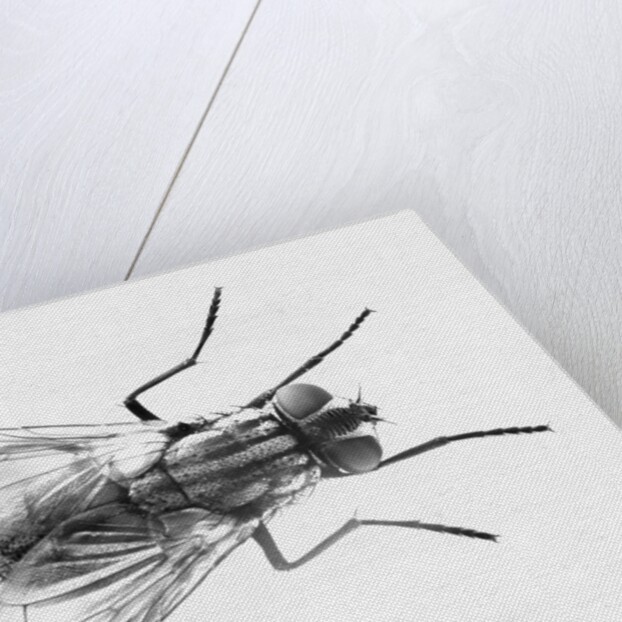 House Fly by Anonymous