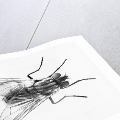 House Fly by Anonymous