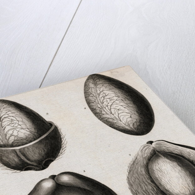 Engraving of Different Views of a Cocoa Fruit by Anonymous