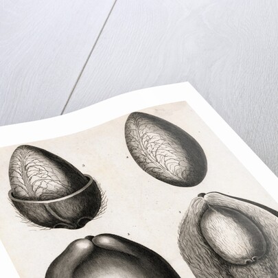 Engraving of Different Views of a Cocoa Fruit by Anonymous